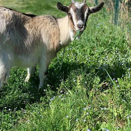 Prázdninový dům Alpaca Village - Angolo Di Paradiso *